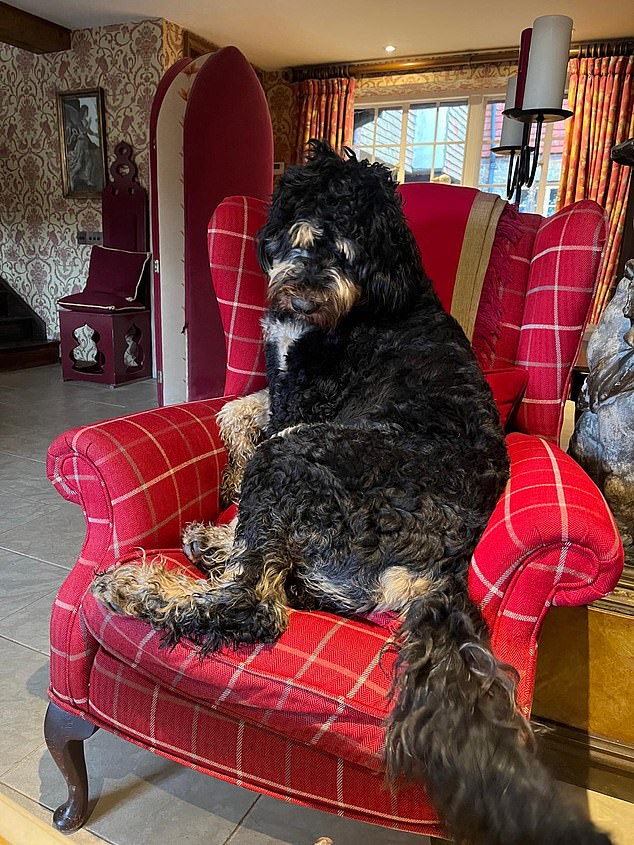 The Lawsons' Bernedoodle Luna, who has been a member of their family since 2022