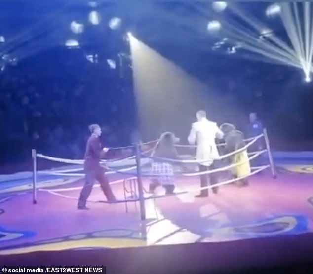 Shocking footage captured the moment two brown bears were forced to fight in a boxing ring at a Russian circus.