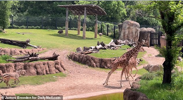 The giraffes were the first to run, galloping with long strides through their enclosure.