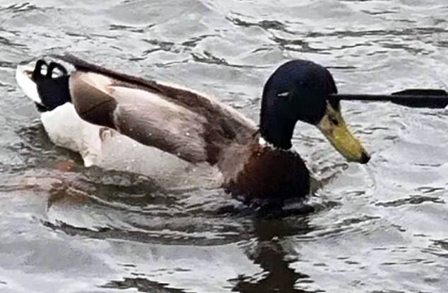 People visiting Lake Holmer in Telford shared photos of the duck with the RSPCA.