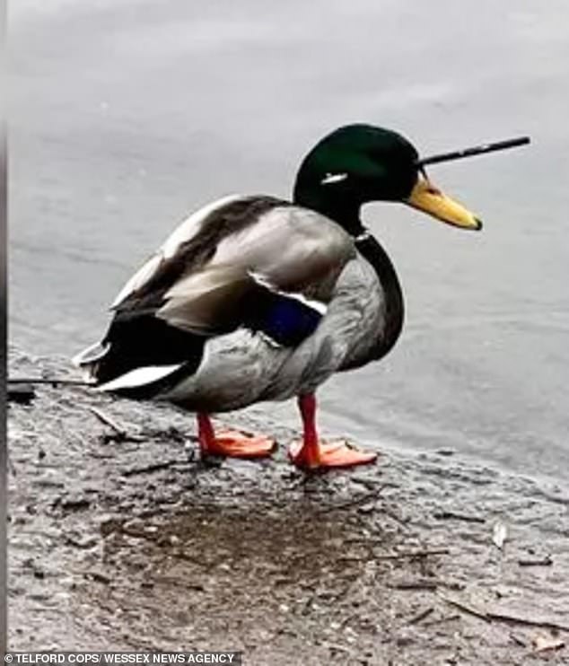 Duck destined to spend his life with a crossbow around