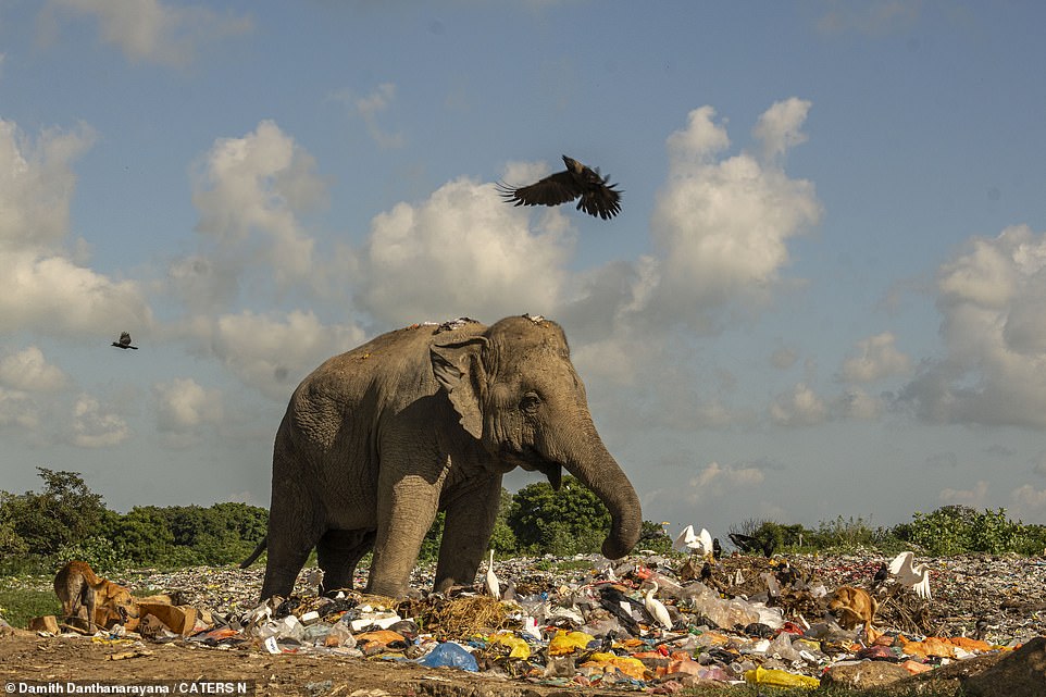 This image captures the harrowing reality of life for elephants as they scavenge in Sri Lanka.
