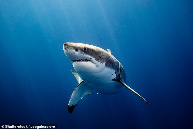 A man is in hospital after being bitten by a shark at a popular surfing beach (file image)