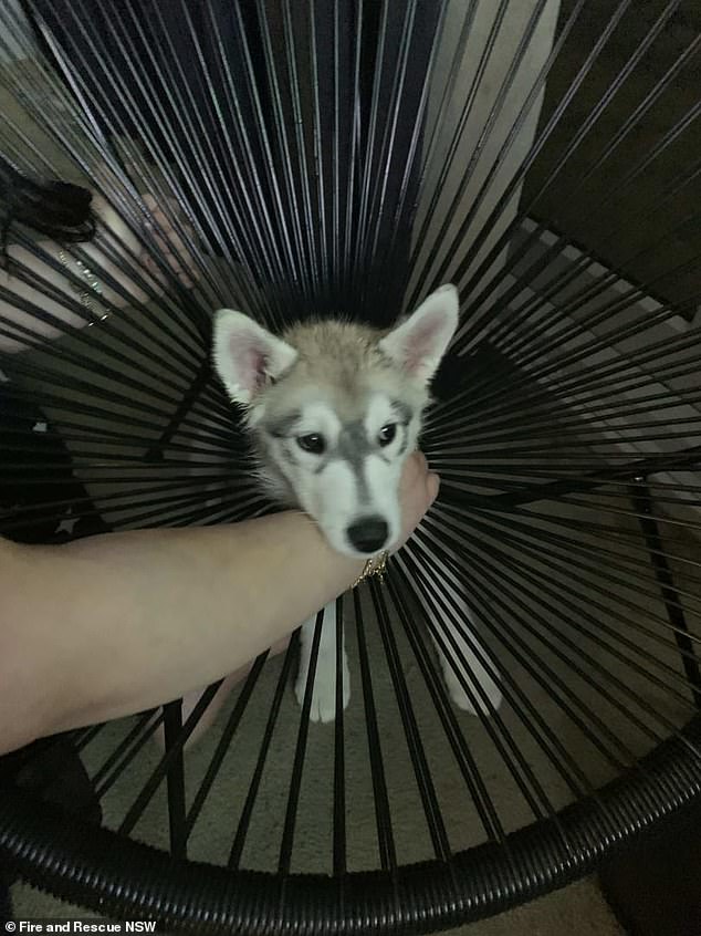 A FRNSW team faced a familiar challenge over the weekend when the husky puppy (pictured) became trapped in an Acapulco chair at a home in Queanbeyan.