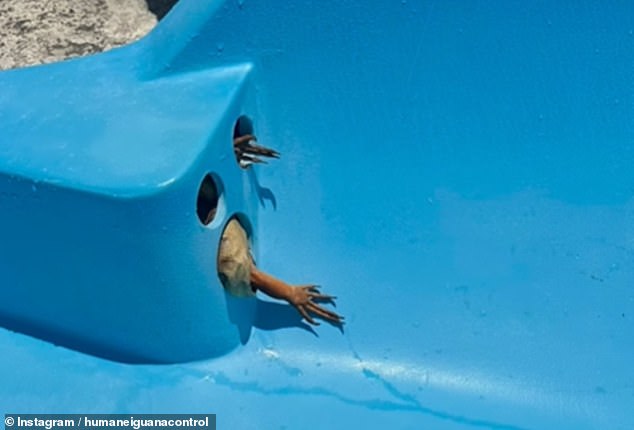 A female iguana is seen trapped inside a water slide at a pool at a local resort in Miami, Florida.  Her legs and claws are visible through the holes.