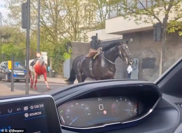 The horses were chased by a police car before officers eventually caught them on the motorway near Limehouse.