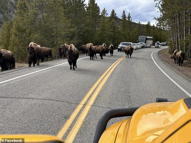 The driver of the Canadian bust became trapped behind a line of cars waiting patiently for the herd to leave the road.