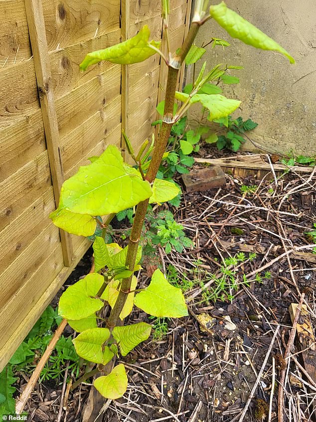 An anonymous gardener asked ar/GardeningUK what his invasive plant was (pictured) and sad commenters confirmed it was Japanese knotweed.