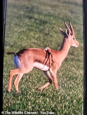 The gazelle was discovered by an Israeli army reservist who took a photograph and sent it to wildlife officials (here is the photo taken)