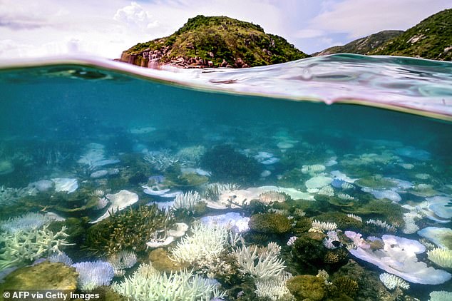 Scientists fear time is running out to protect the Great Barrier Reef, which is suffering one of its most extensive coral bleaching events.