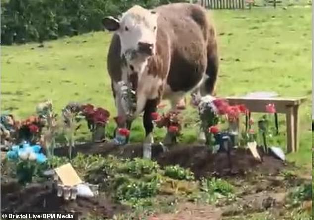 Mourners cried after visiting South Bristol Crematorium on Saturday when they found the graves covered in the cow boots of the wandering animals.