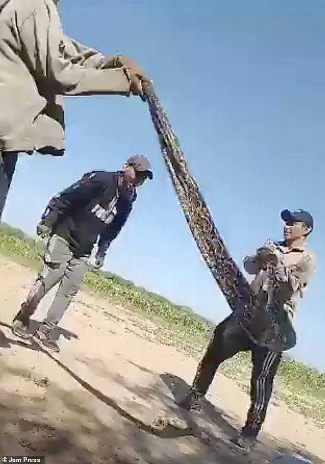 In Argentina, a group of men sparked outrage on social media after sharing a clip showing them using a snake as a jump rope.