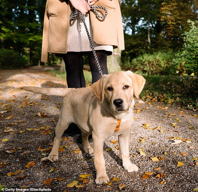 Researchers at the Medical University of Vienna studied 26,000 nurses in the US and found that those who got up early to take their dog out saw big improvements in their mood.