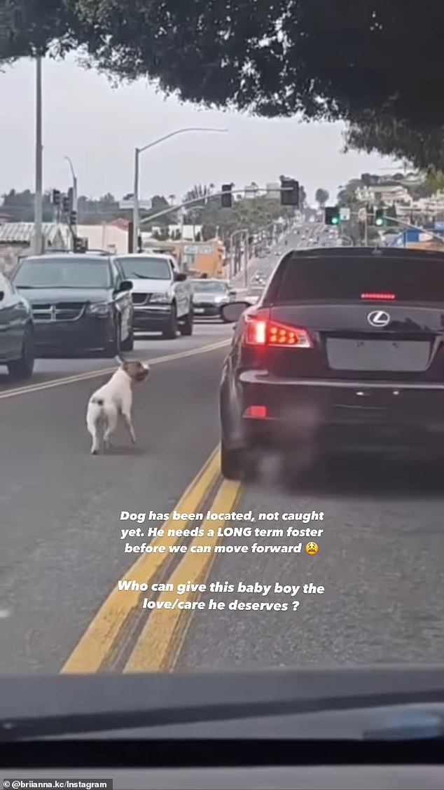 Destiny Gomez posted this video on her Instagram to attract dog lovers in the area and possibly help find the abandoned dog.