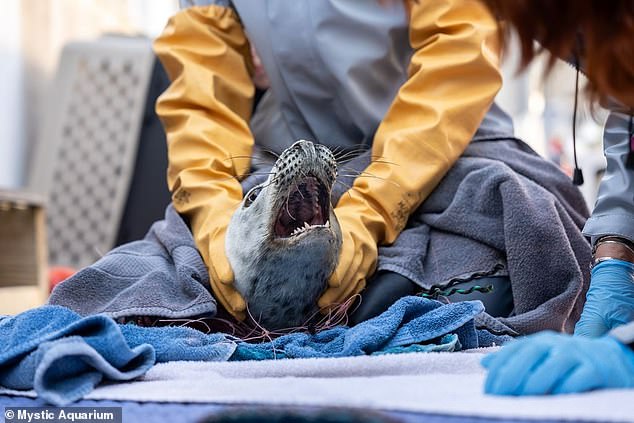The young seal was found dead asphyxiated by plastic waste on Block Island, the third case this week according to rescuers.