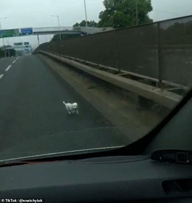 The dog was seen running on a busy London road by the man who then tried to retrieve it.