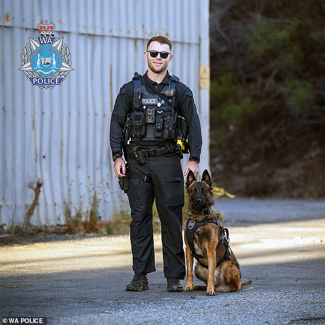 Ace, a Belgian Malinois who worked for the Western Australian Police, suffered a medical episode while at work on Saturday and died.