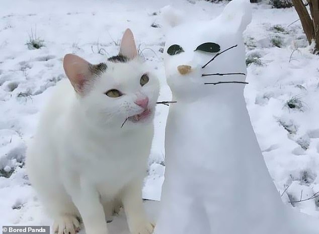 This cat seems to have met its greatest adversary, or is it simply an inanimate feline made of snow?