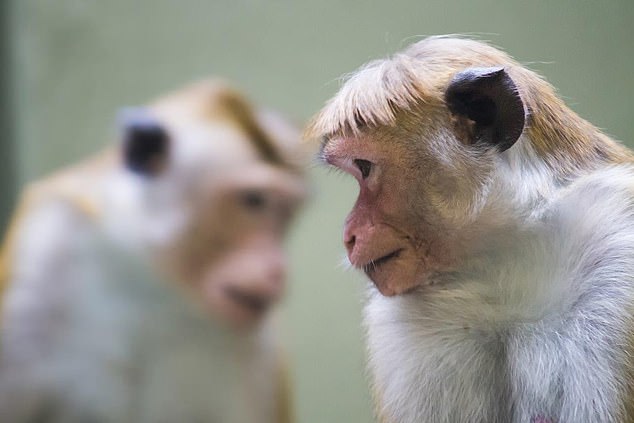 People can become infected if they are bitten or scratched by an infected macaque monkey (file image), if they come into contact with the monkey's eyes, nose or mouth.