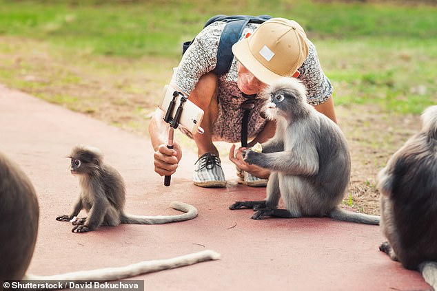 The man reportedly contracted the virus after being attacked by a monkey during his visit to Kam Shan Country Park, also known as Monkey Hill, in late February (file image)