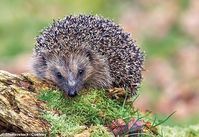 These are the five things you should do to make your home hedgehog-friendly.  In the photo: Archive image of a European hedgehog.