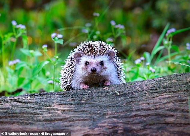 Running from Sunday 5 May to Saturday 11 May, National Hedgehog Week is organized by the British Hedgehog Preservation Society (BHPS). In the photo: Archive image of a young hedgehog on a piece of wood.
