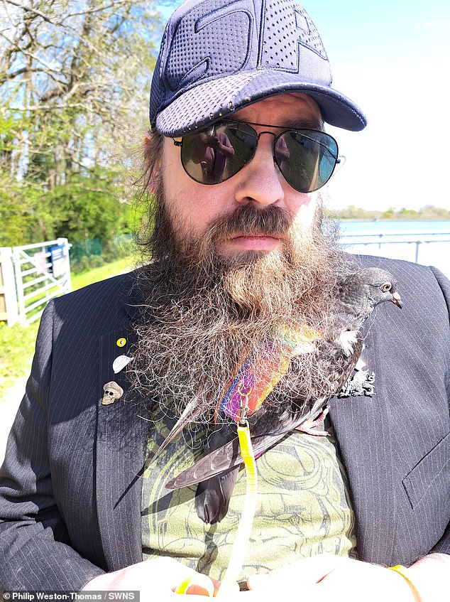 Philip Weston-Thomas, from Wales, is pictured with baby pigeon Bobbi nestled in his beard.