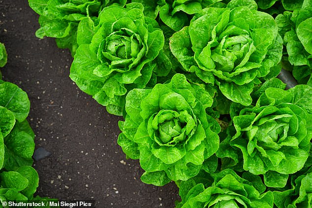 You can easily regrow lettuce by simply reusing lettuce leaves.  In the photo: Archive image of a field of lettuce on a winter day.