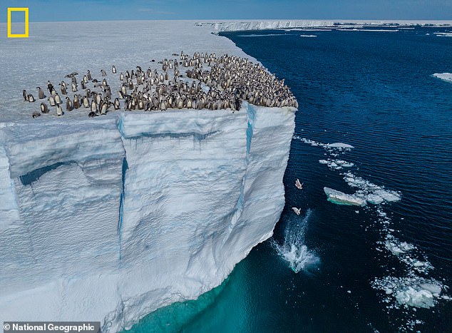 Incredible new images have revealed the moment hundreds of baby penguins jumped off a 50-foot ice cliff in Antarctica.