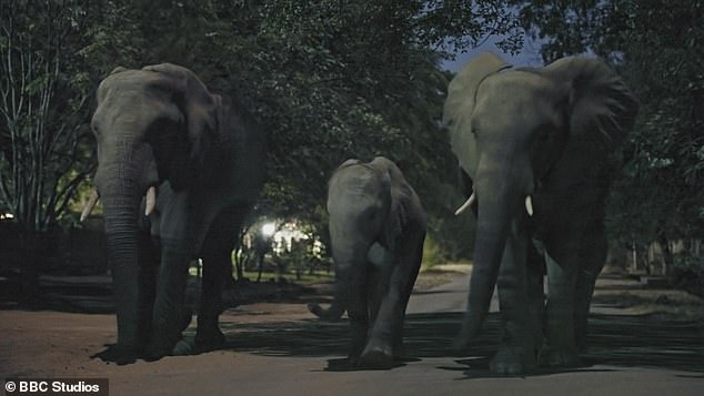 Elephants enter a Zimbabwe village in scenes filmed for new BBC series Mammals