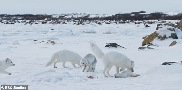 Hungry arctic foxes turn to cannibalism as they battle climate change and food shortages along Canada's Hudson Bay in heartbreaking scenes filmed for BBC Mammals.