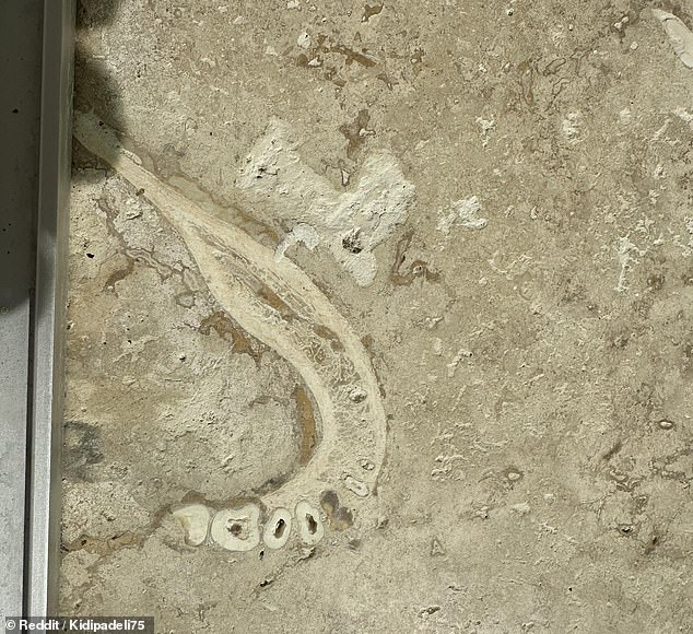 A Reddit user posted this photo of a jawbone found in his parents' house.  was embedded