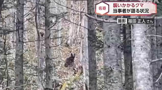 Video footage recorded by the hiker appeared to show one of the bears fleeing into the forest.