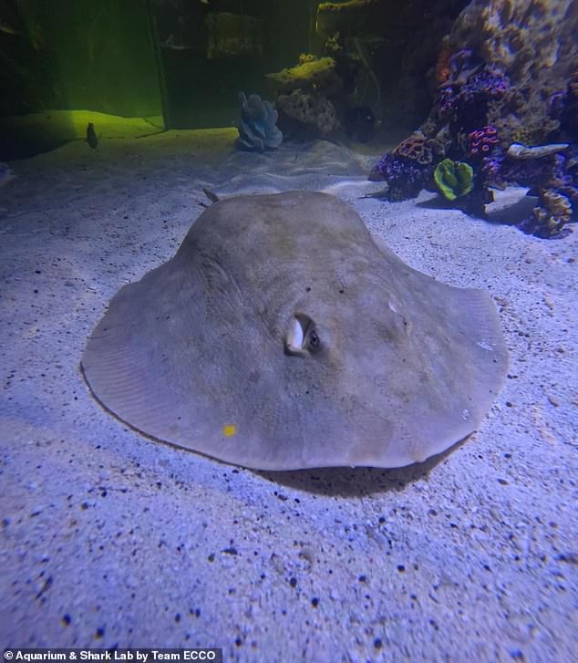 Charlotte the stingray is expected to give birth soon, but due to the unusual nature of her pregnancy, experts can't say when that will be.