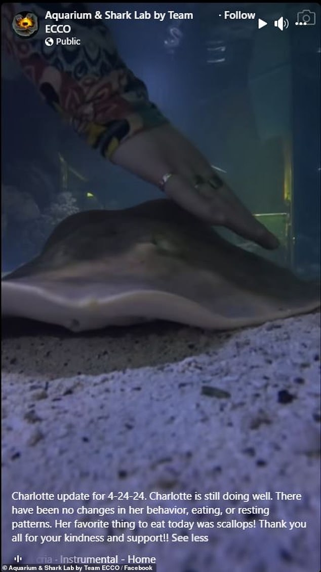 Keepers of Charlotte the virgin stingray post two similar updates