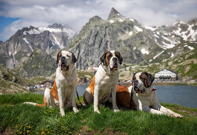 Roderick Gilchrist travels to Switzerland to take part in the annual Inalpe des Barry event, in which St. Bernard lovers from around the world gather to climb the 