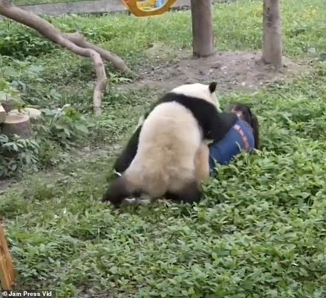 The pandas touch the zookeeper's head and appear to nibble on her neck, arms and legs.