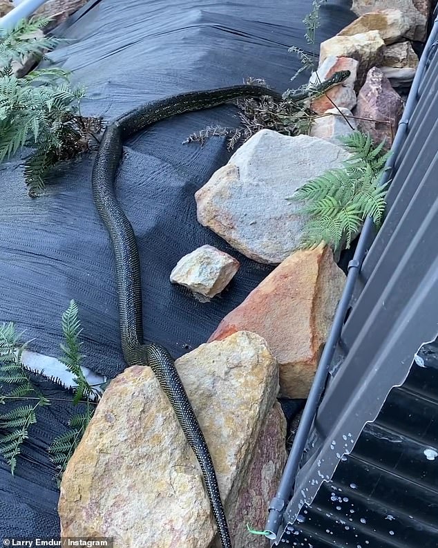 Larry Emdur has shared his terrifying encounter with a huge snake.  Taking to Instagram over the weekend, the Channel Seven Morning Show presenter, 59, shared close-up images of a black python (pictured) in his backyard.