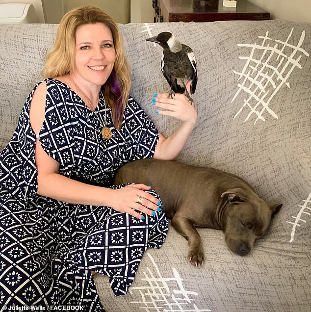 Keepers of magpie Molly, who became world famous in recent weeks after she was taken away by Queensland wildlife officers, shared good news on Tuesday. Molly is pictured with Juliette Wells and Staffordshire bull terrier Peggy.