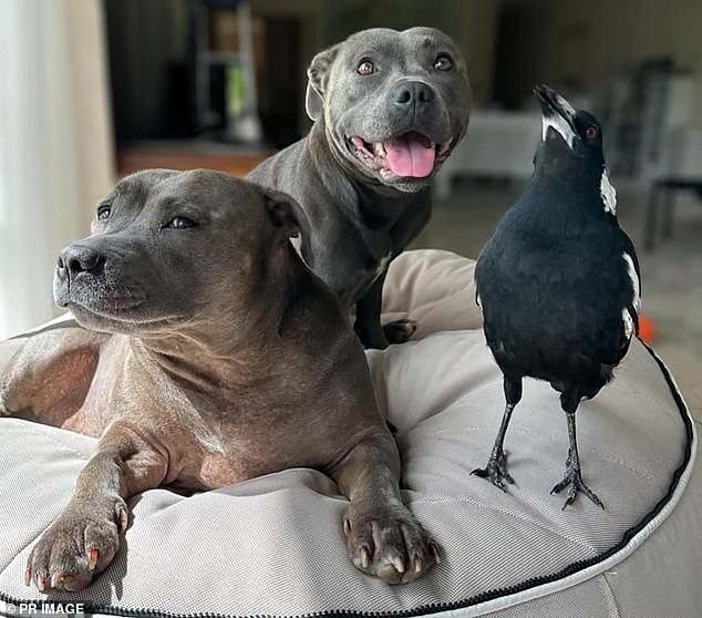 Molly the magpie is pictured with her best friends Peggy and Ruby, who are Staffordshire bull terriers.