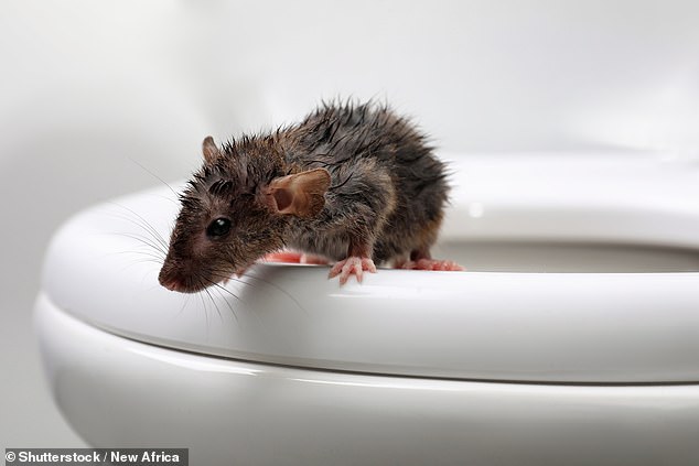 The individual, 76, from Canada, tried to remove the rodent quickly, but suffered bites on two of his fingers and was rushed to hospital for treatment (file image).