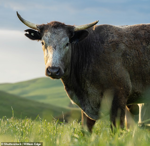 Man dies after being gored by angry bull on Barrengarry