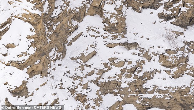 Can you see the snow leopard on the slope of this mountain in the Indian Himalayas?  Find the answer at the end of this article.