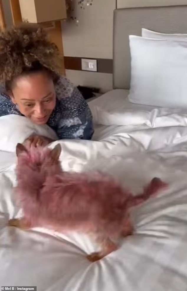 Mel B has been criticized by fans after she dyed her Yorkshire Terrier Cookie bright pink for a doggie 'spa day'.