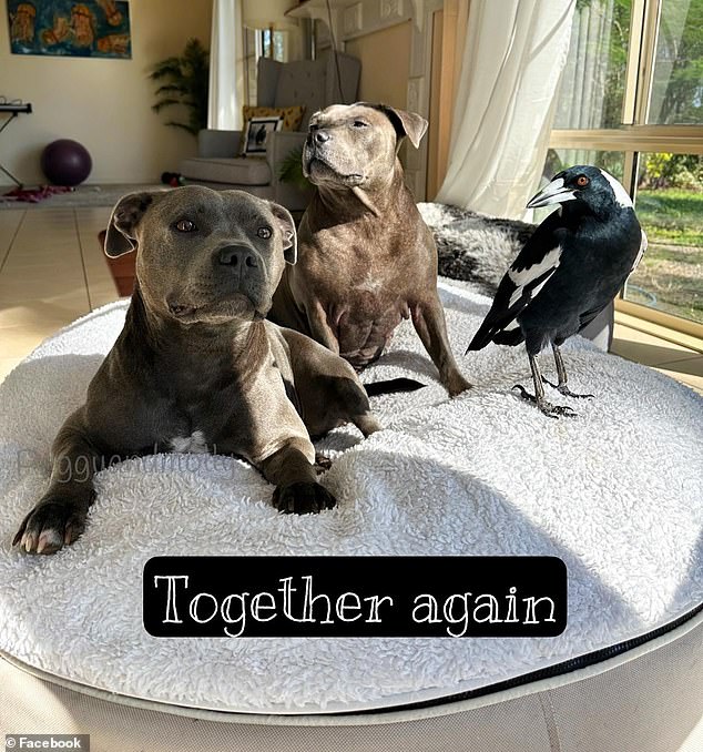 The first photo of Molly the Magpie reunited with two Staffordshire Terriers, Peggy and Ruby (pictured) has been shared on social media.