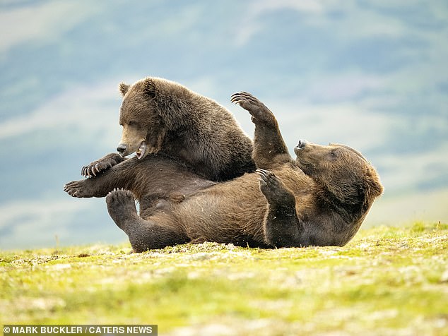 The two brown bears were caught fighting each other in Katmai National Park in Alaska, USA.