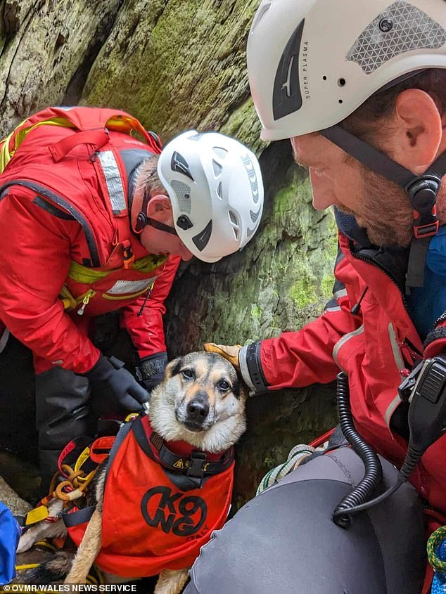 Dog fell down a 50ft ravine while walking with his owner in Eryri National Park, Snowdownia