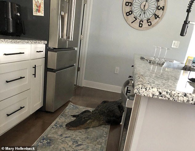 The alligator entered her kitchen looking for food while she wondered how to get it.