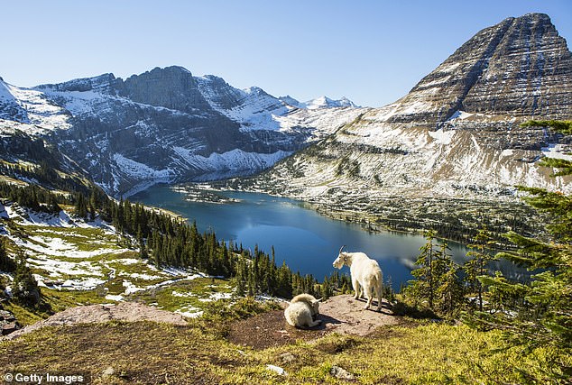 Two goats stand at a gazebo near a lake in Glacier National Park, Montana