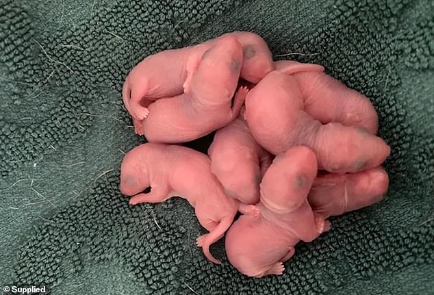 A mum was left speechless after finding eight newborn rodents in her underwear drawer when she was getting ready for the day.